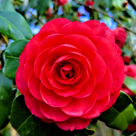 Meet your Posher, Rebecca - Picture 2 of 4